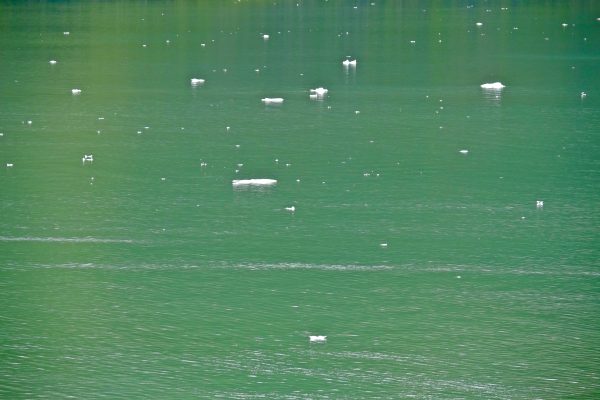 Quelques glaçons flottants à la surface d'un fjord