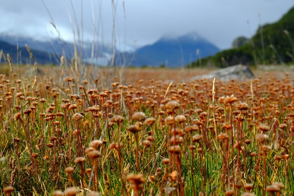 Discovering the Ainsworth Bay in Chile