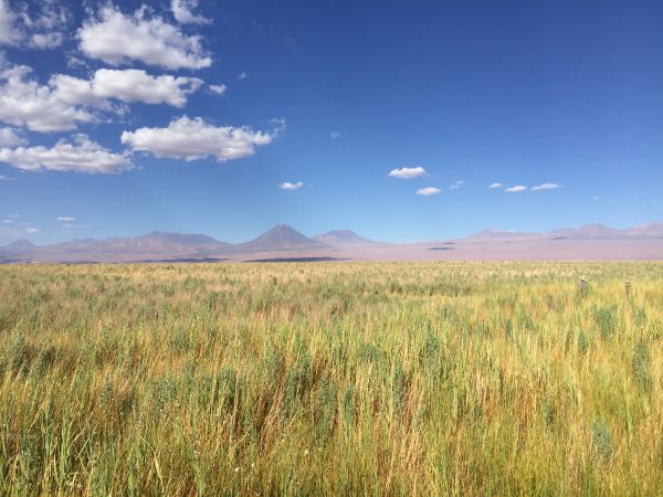 Altiplano et les Andes dans les lointains