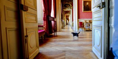 A cat walking in the french Foreign Affairs