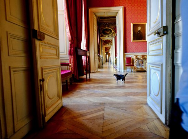 A cat walking in the french Foreign Affairs