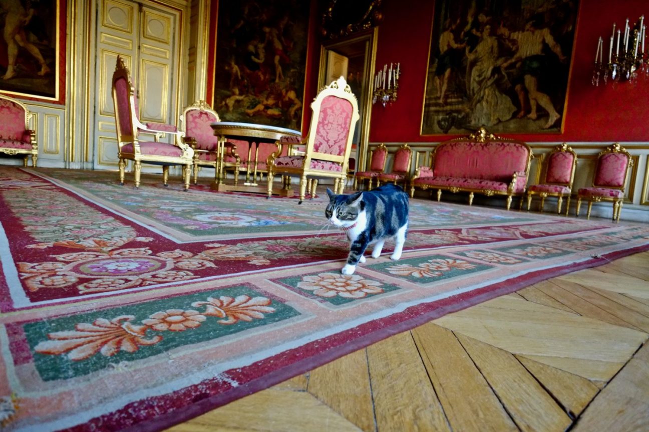 A cat walking in a parisian historical palace