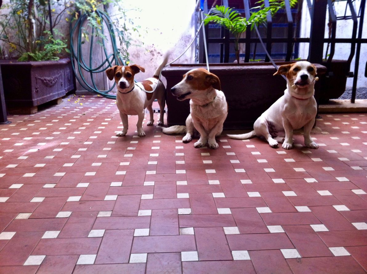 Trois petits chiens à l'heure du petit déjeuner