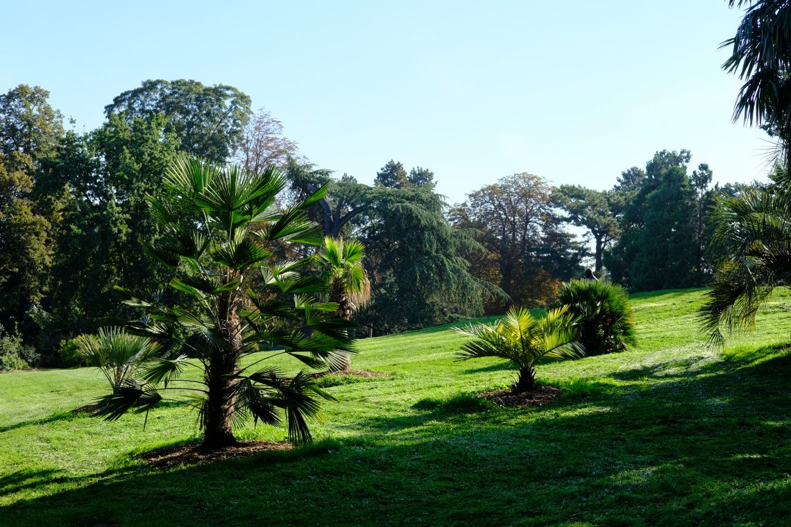 La belle pelouse du Parc Montsouris à la fin de l'été