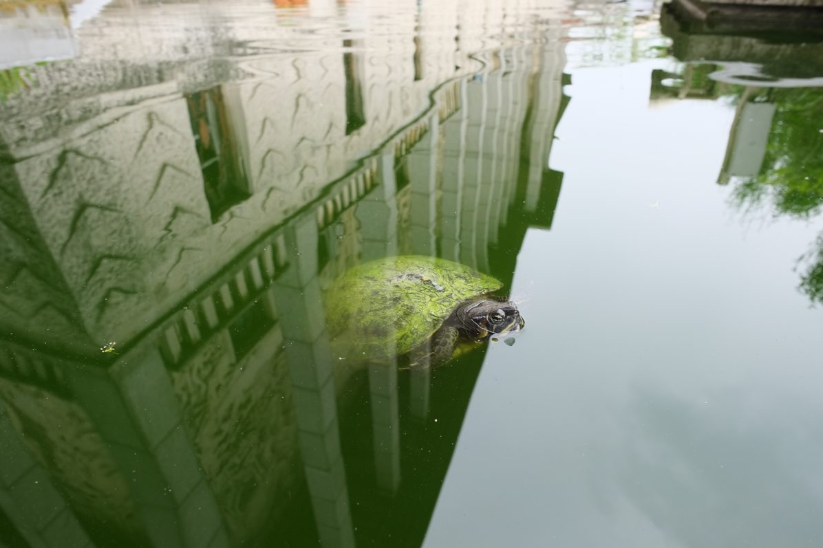 Une tortue dans l'un des bassins du Palais de la Porte Dorée
