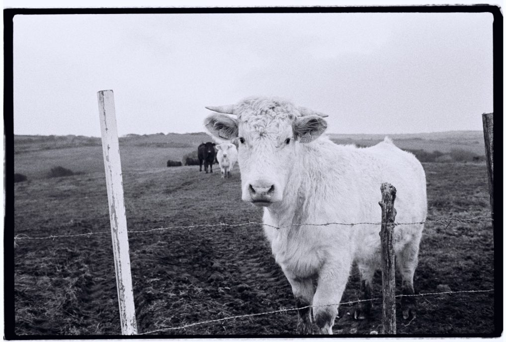 Une vache dans un champs du Cotentin