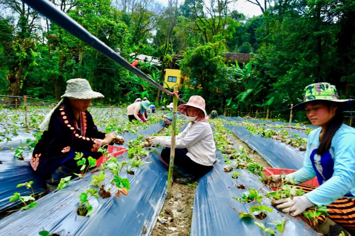 De jeunes agricultrices thaïlandaises travaillant au sein du projet royal de Doi Inthanon