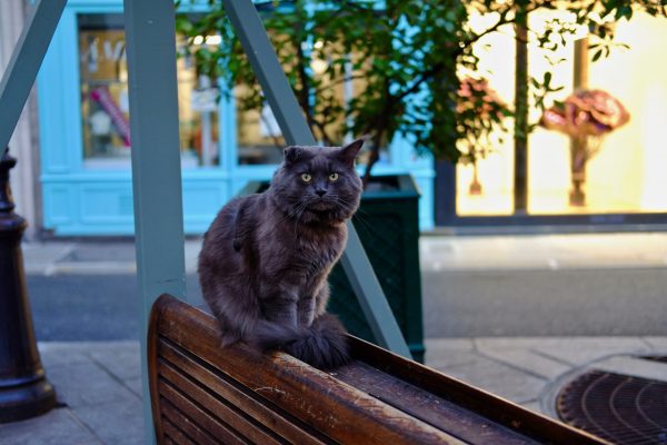 Un chat dans les rues de Paris