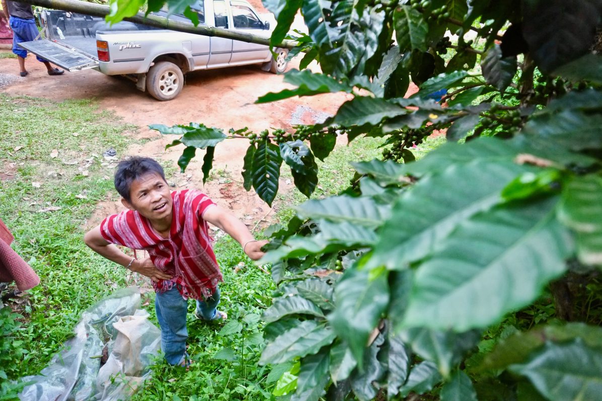 Un cultivateur de café examinant ses plants 
