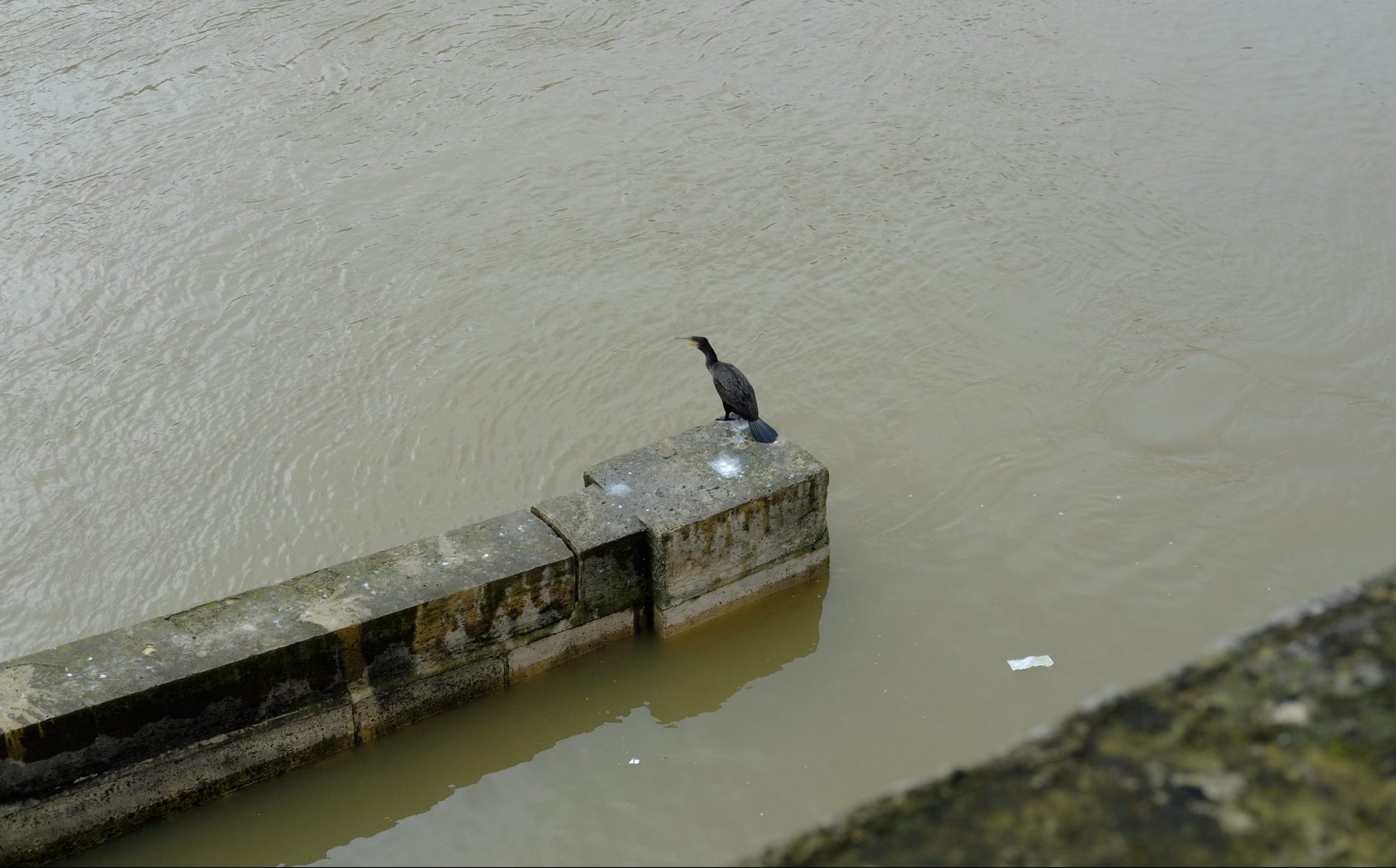 Un grand Cormoran sur les quais de Seine
