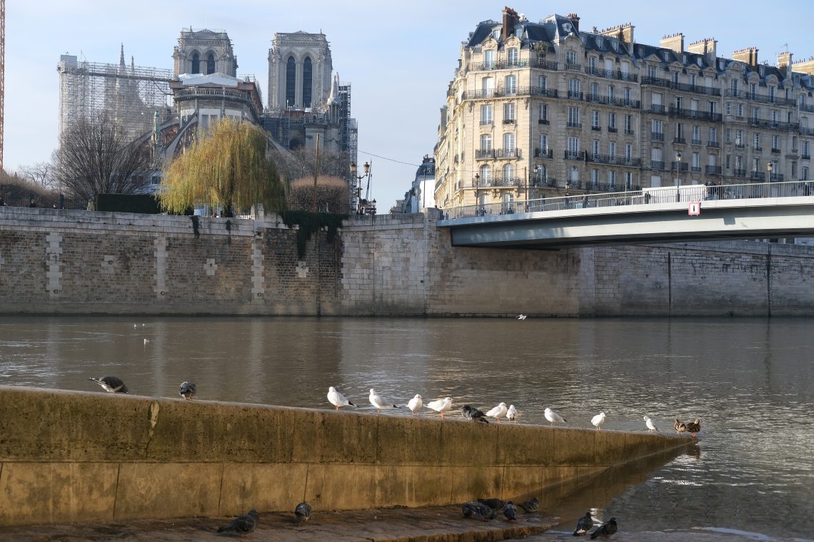 des mouettes et des pigeons le long de la Seine
