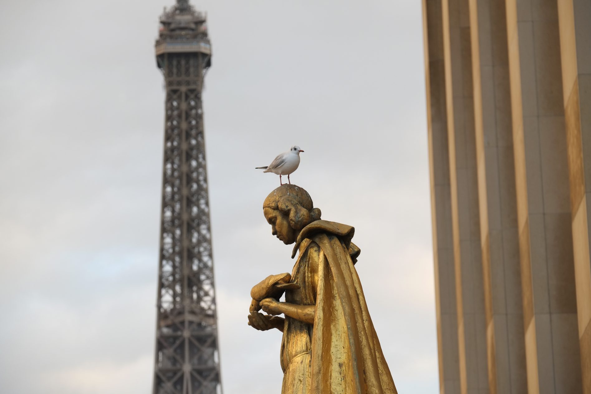 Une mouette sur une statue du Trocadéro