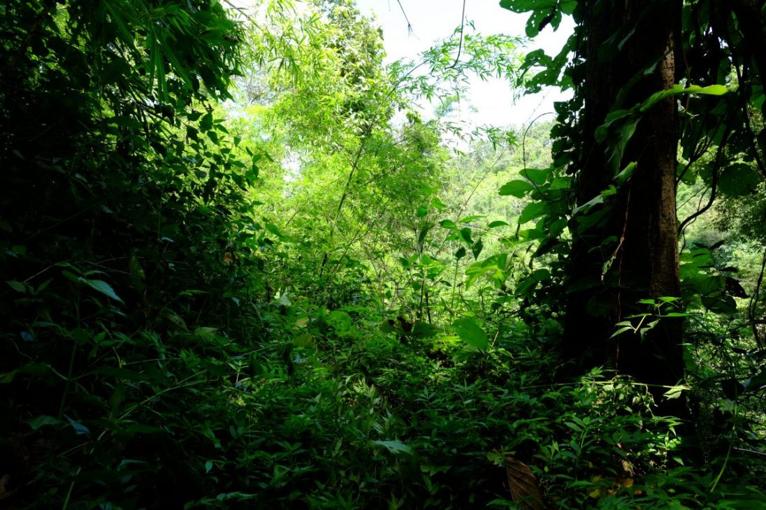 La forêt tropicale dans le parc de Mae Charim