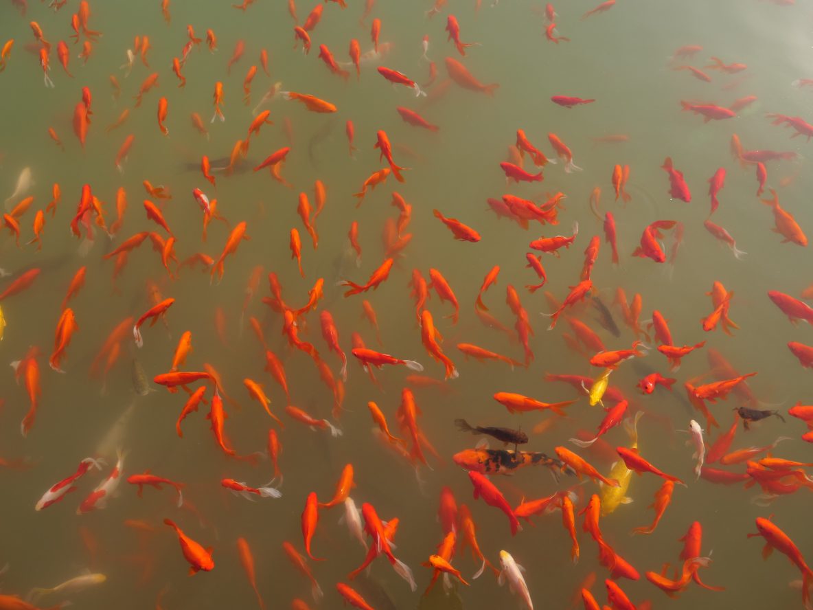 Les poissons du bassins à l'entrée du jardin de Huaqing