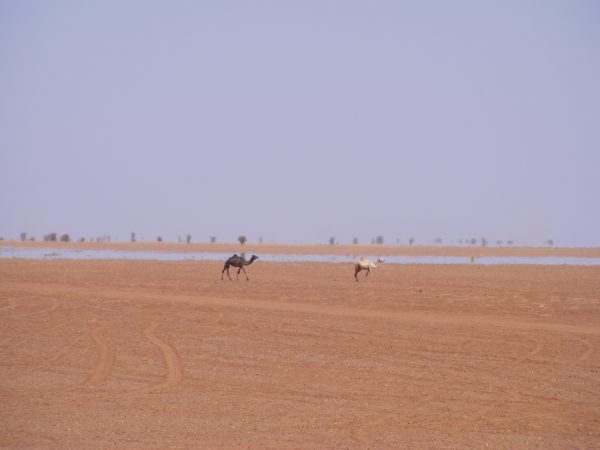 Le désert au Niger dans la région d'Arlit