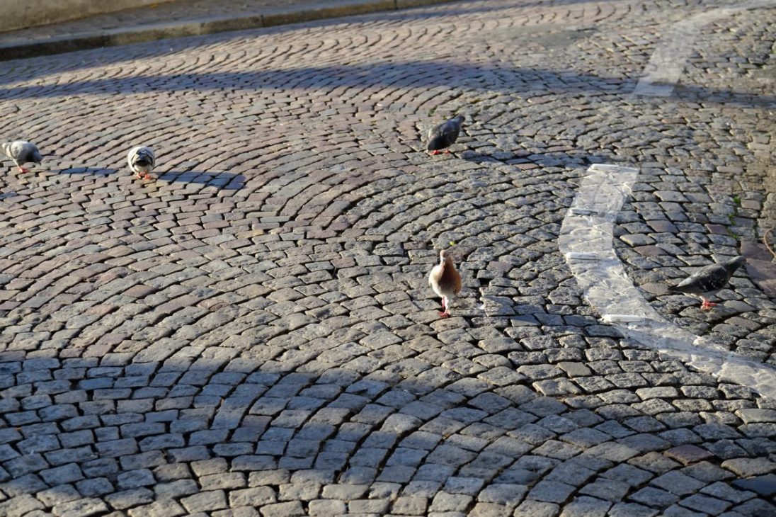 Quelques pigeons sur les rues pavées de Montmartre