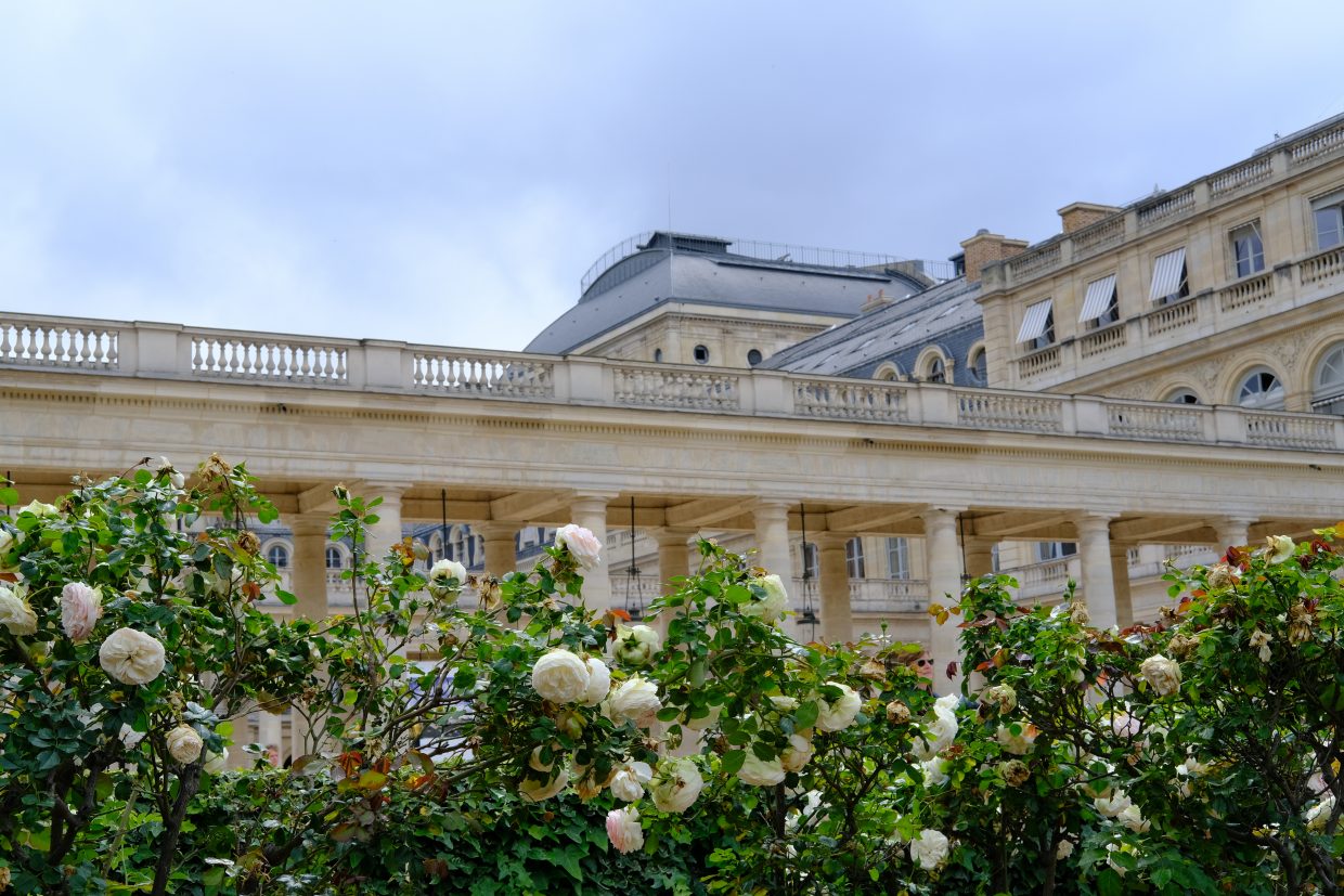 Une haie de roses et les façades du Palais Royal