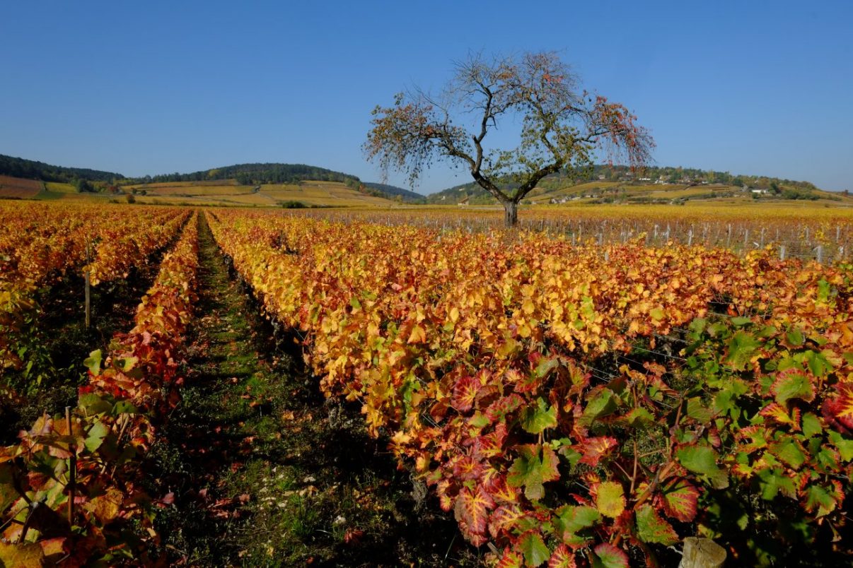 L'automne dans les climats de Bourgogne