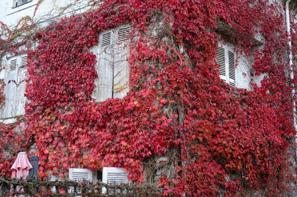 Les feuilles rougeâtres de la vigne vierge en automne © Yann Vernerie