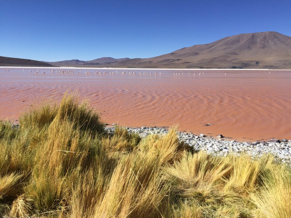 L'incroyable lagune colorée dans l'Altiplano bolivien