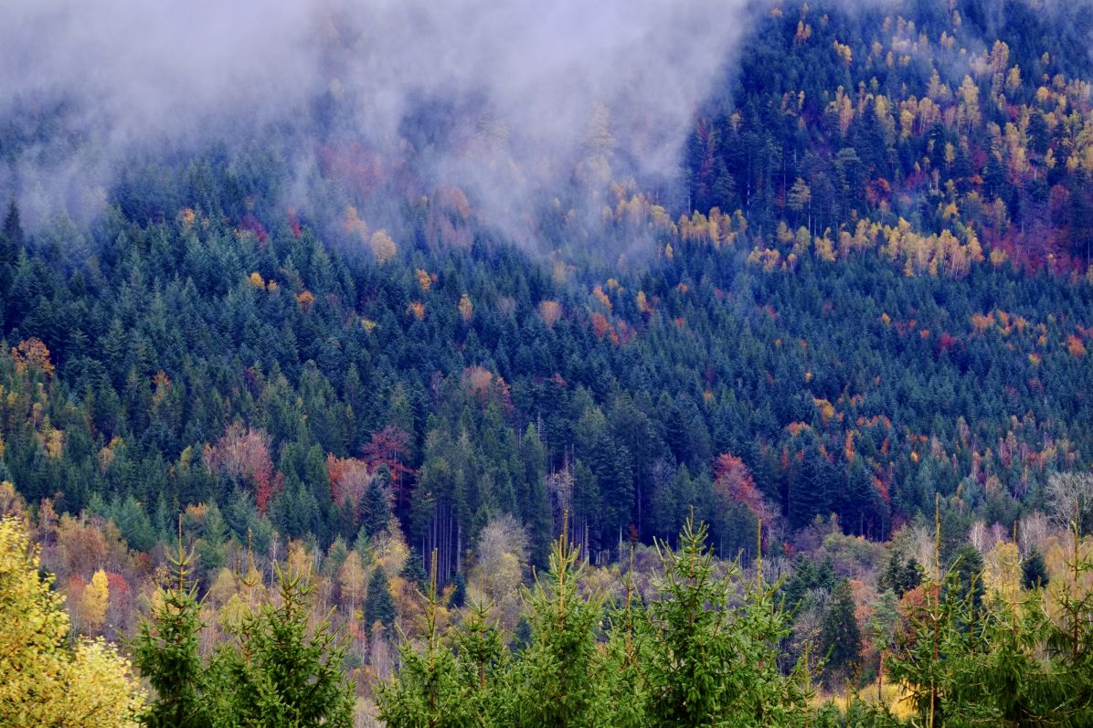 Un plan serré sur une forêt des Vosges en automne
