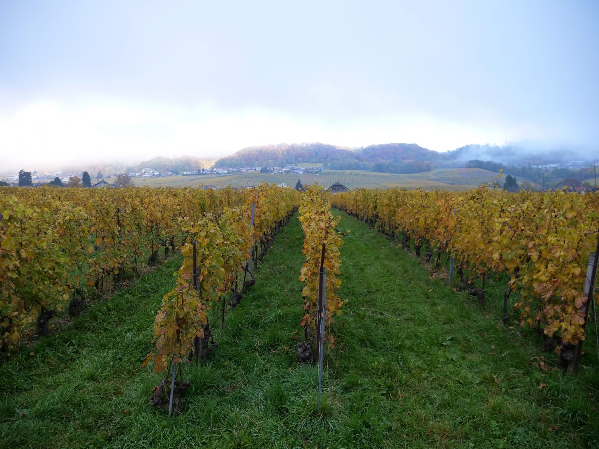 Des vignes à perte de vue à Rolle dans le canton de Vaud