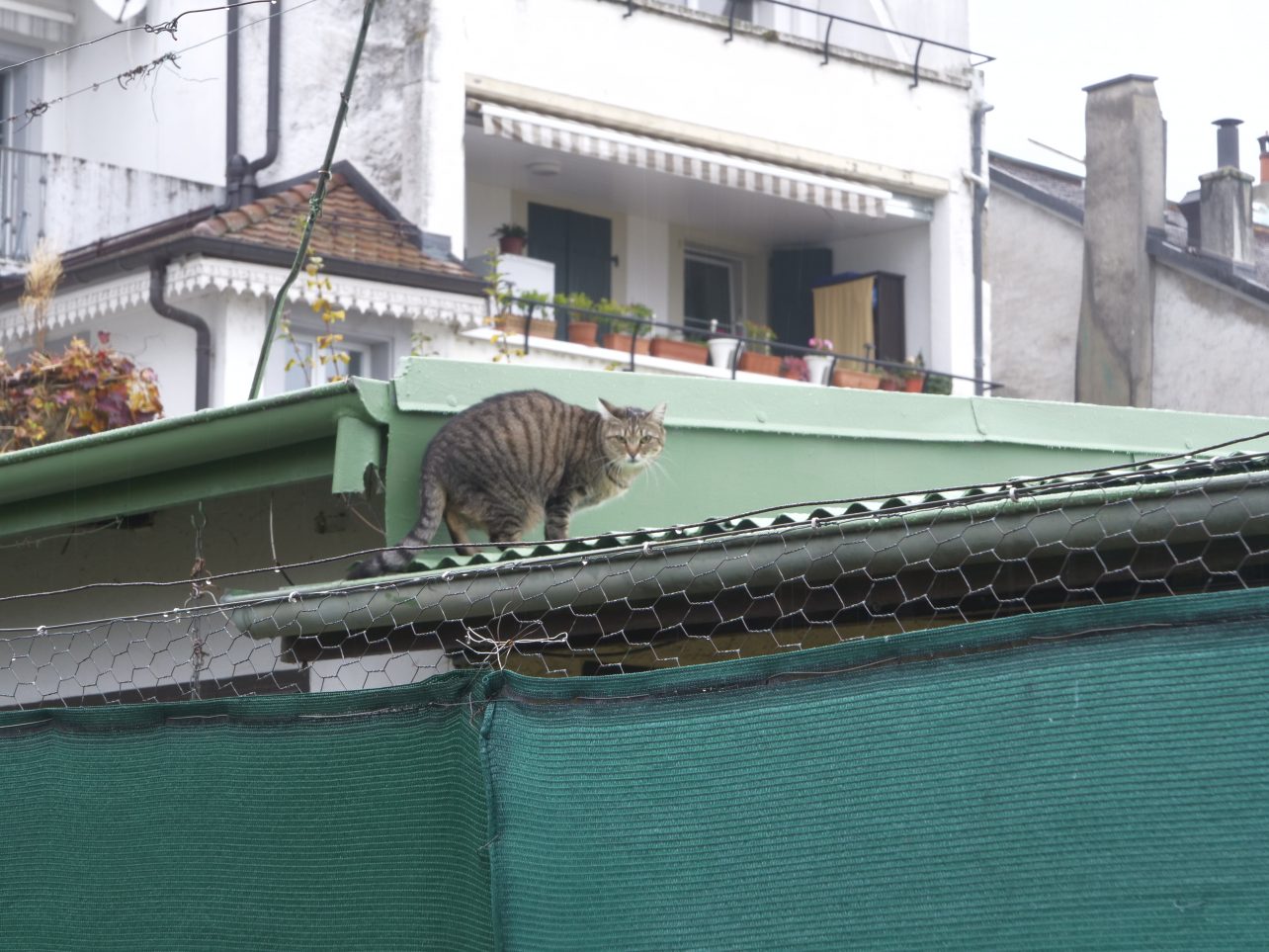 Un chat tigré se promenant sur les toits des abris de jardin de Rolle