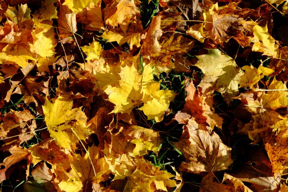 Quelques feuilles mortes dans le bois de vincennes