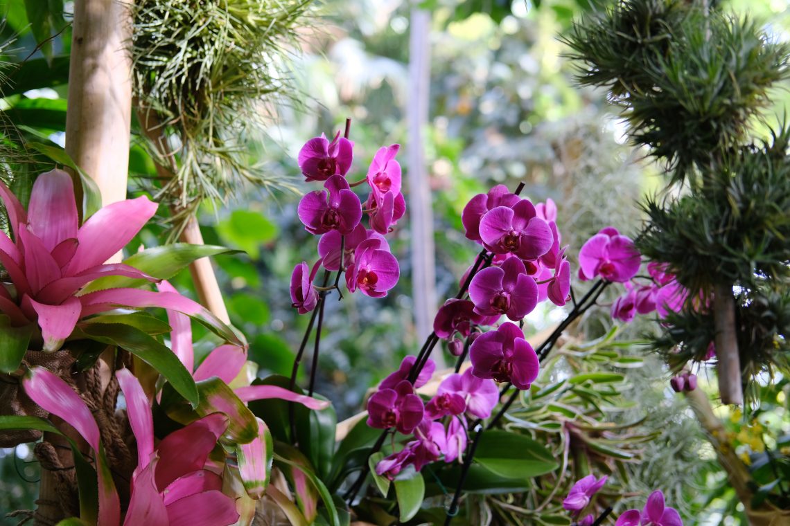 Quelques orchidées tropicales visibles à Paris
