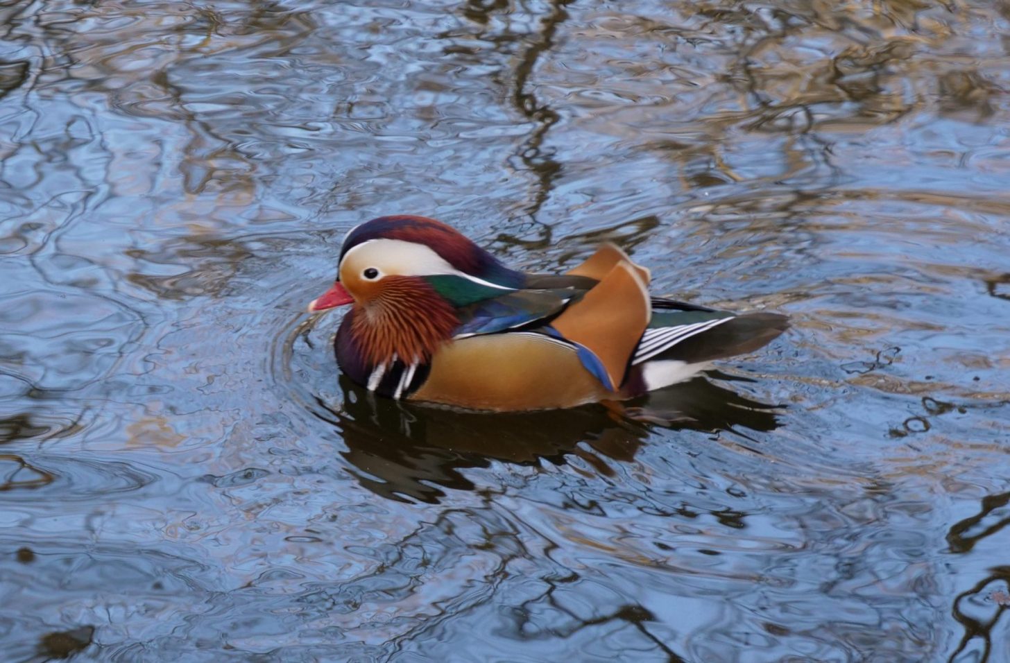 Un canard mandarin sur le lac Daumesnil