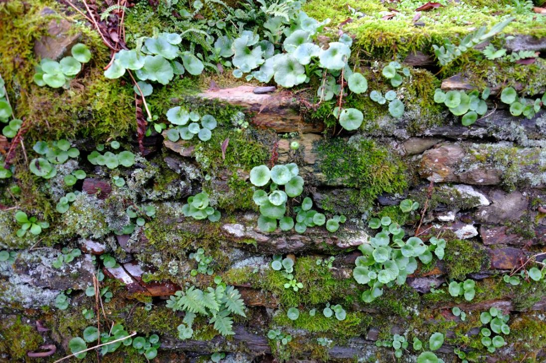 Un mur colonisé par la nature