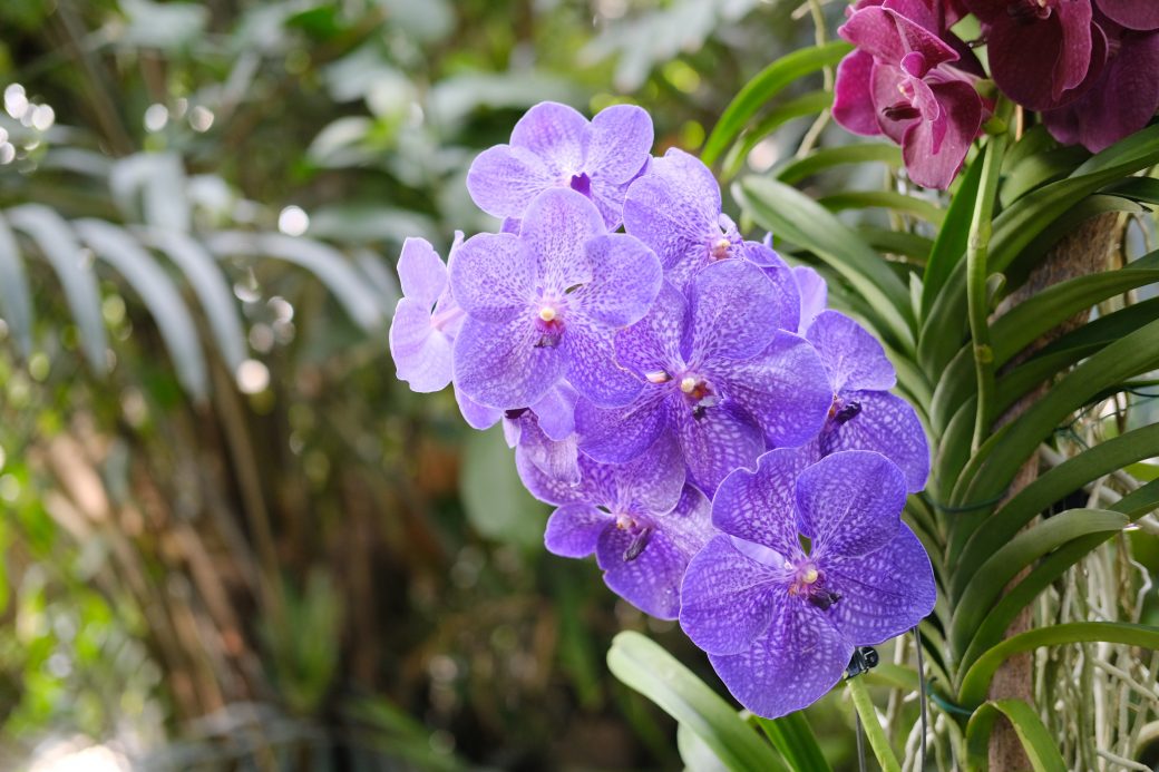 Un plan serré sur une orchidée violette