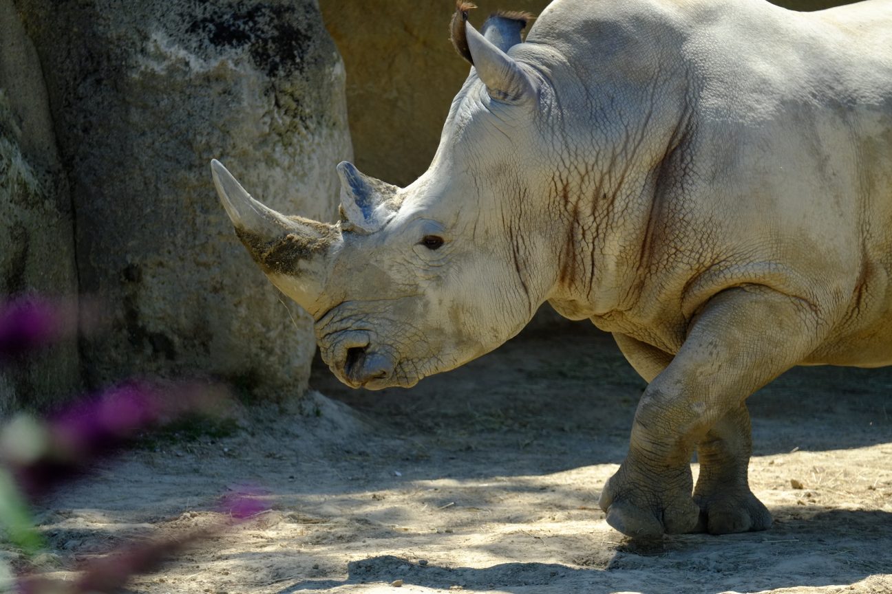 Un rhinocéros de zoo de Vincennes