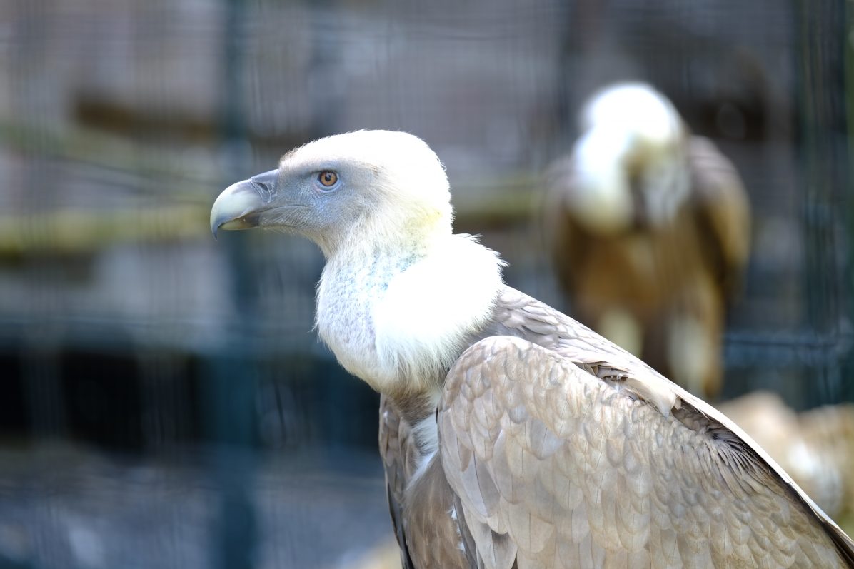 Un vautour fauve du zoo de vincennes