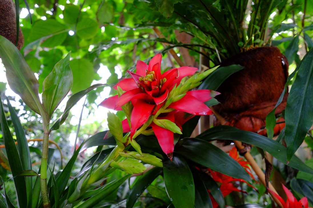 Une fleur tropicale au cœur des serres tropicales du jardin des Plantes