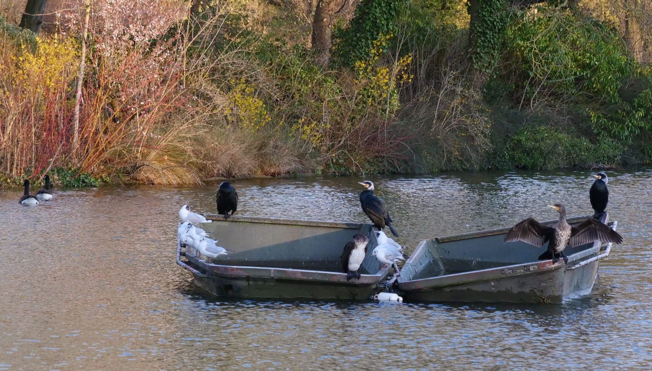 Des cormorans, des mouettes et des bernaches dans le bois de Vincennes