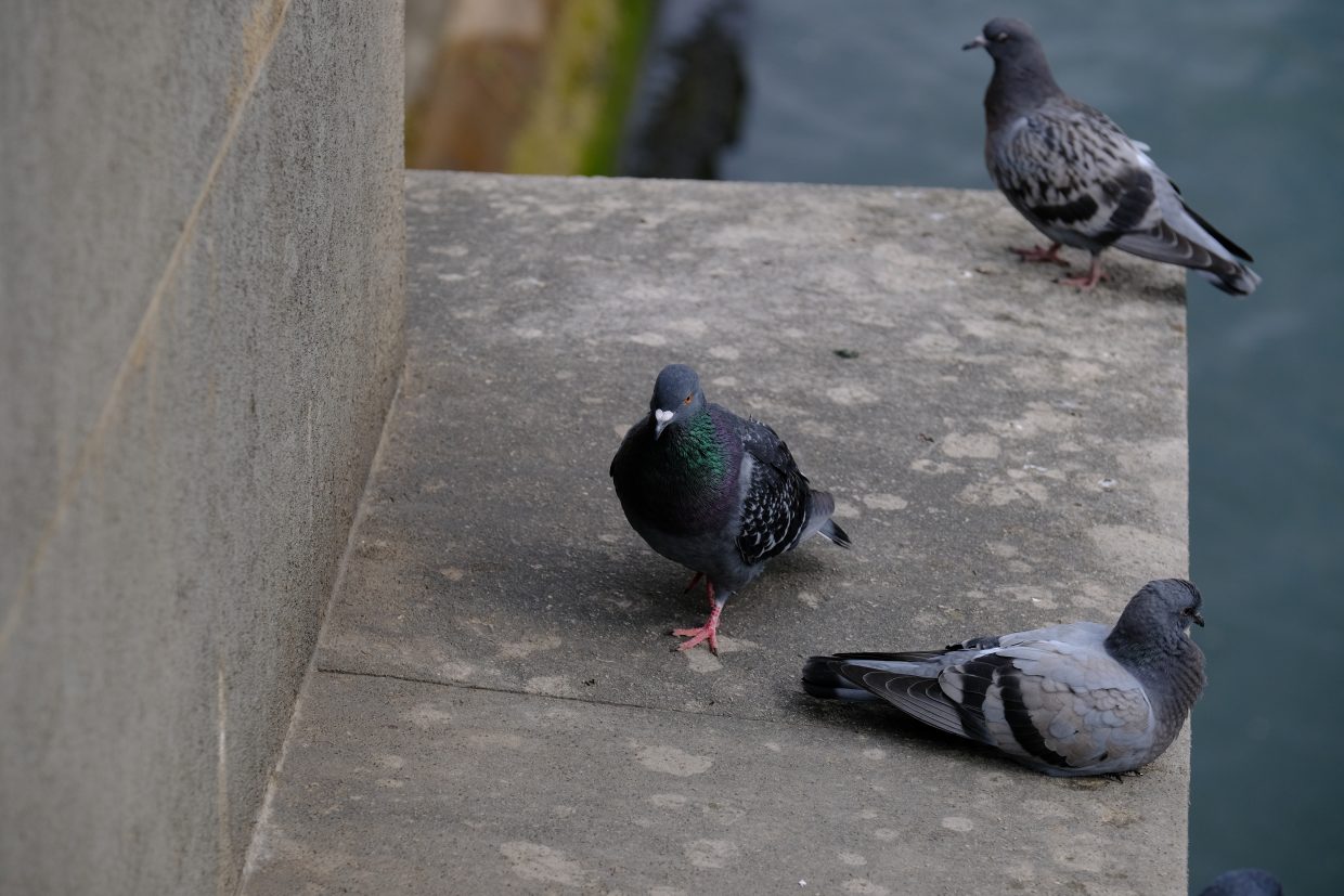 Des pigeons sur la rive gauche de Paris