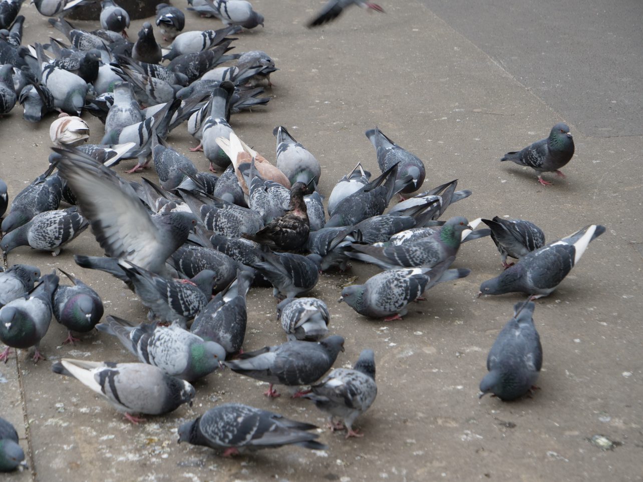 Des pigeons sur le boulevard de Magenta