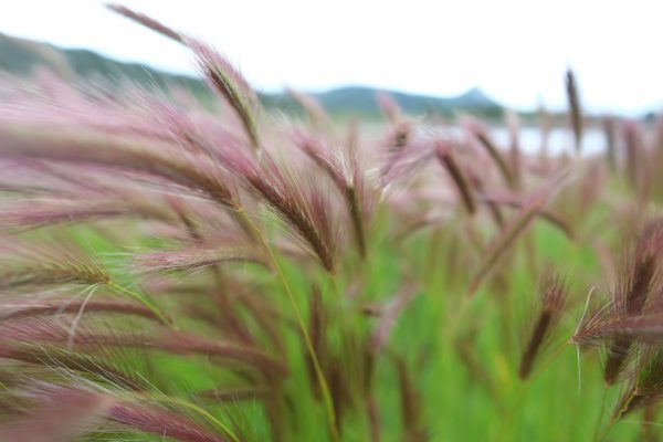 Des épis de blé sauvages au bord de la baie de Wulaia