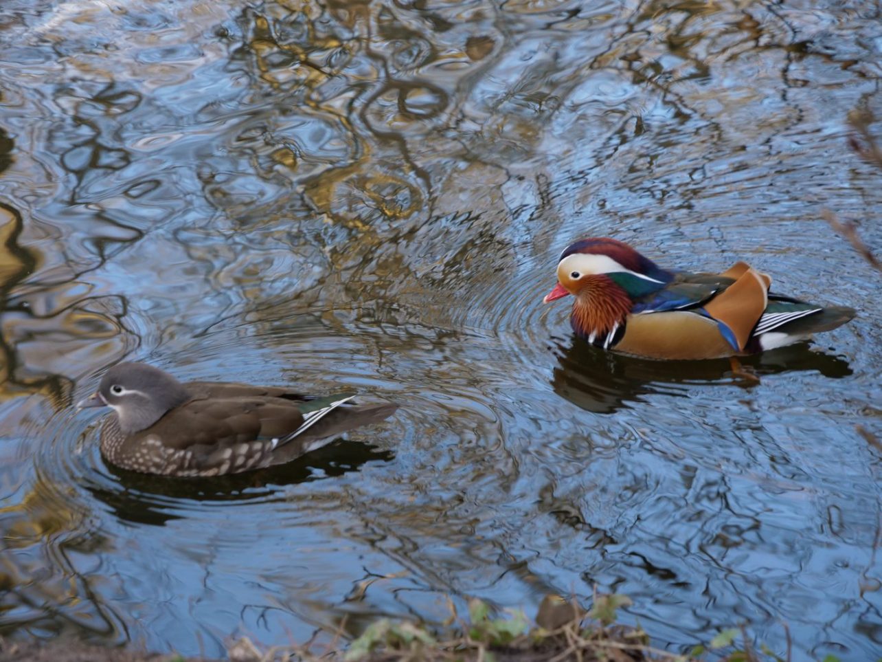 Deux canards mandarins, la femelle est à gauche et le mâle à droite