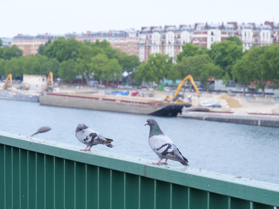 Deux pigeons avec la Seine en arrière plan