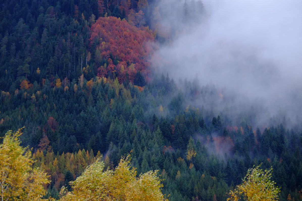 La forêt des Vosges en automne