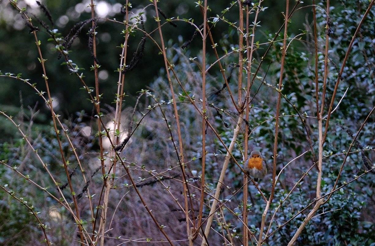 Un Rougegorge familier dans le bois de Vincennes en plein hiver