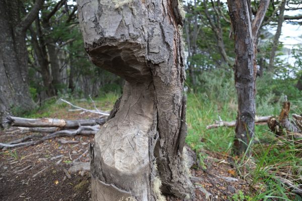 Un arbre rongé par un castor
