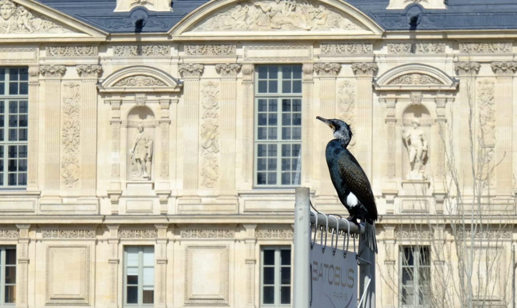 Un cormoran sur les bords de Seine en face du Louvre