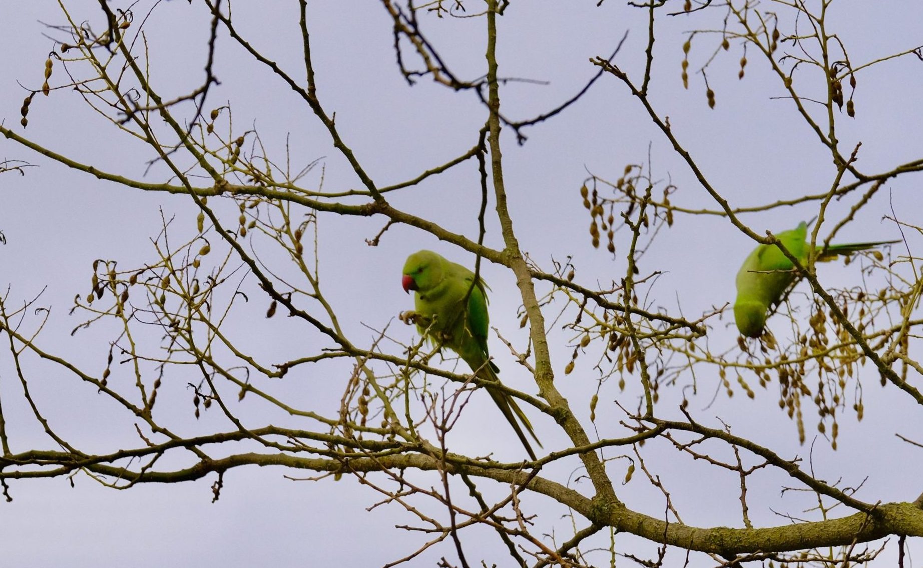 Un couple de perruche à collier perché dans un arbre pendant l'hiver parisien