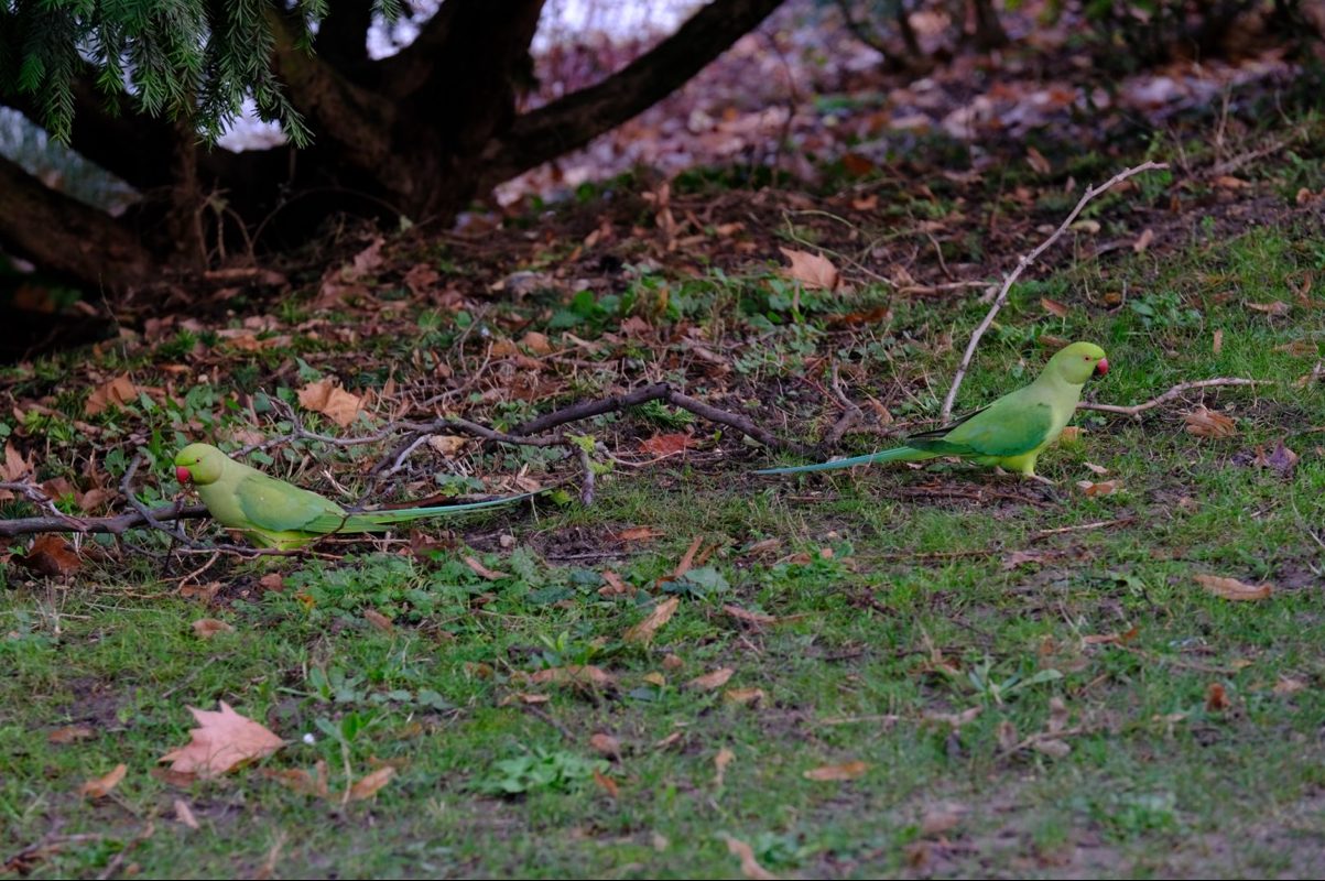 Un couple de perruches à collier dans le bois de Vincennes