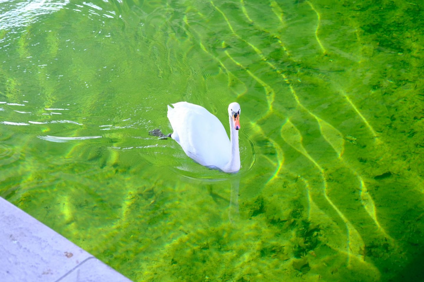 Un cygne sur les eaux translucides du canal Saint-Martin