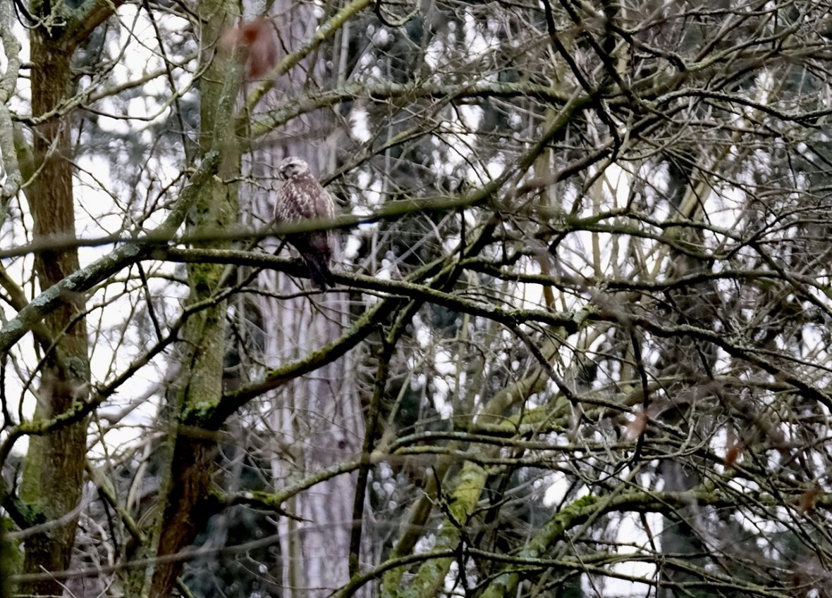 Un faucon crécerelle dans les arbres du bois de Vincennes en hiver