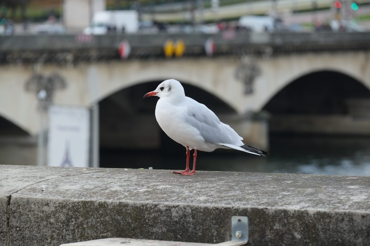 Une mouette sur les quais de Seine dans le 7ème